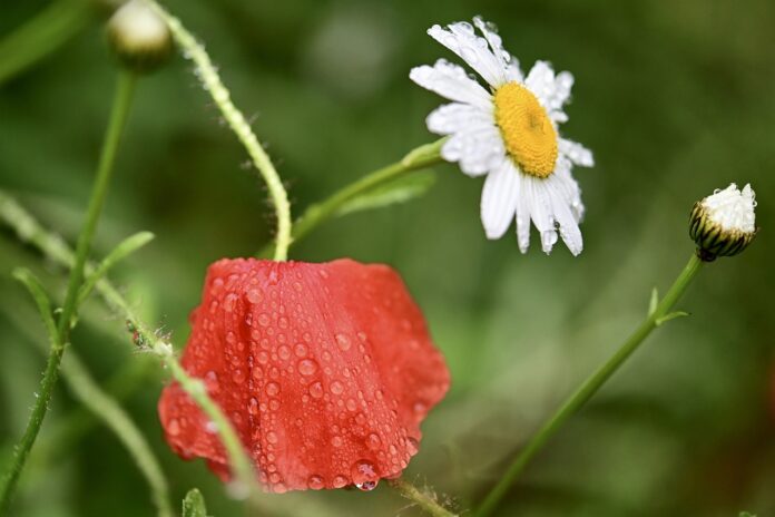 rainy flowers rainy flowers