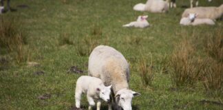 ewe and lamb
