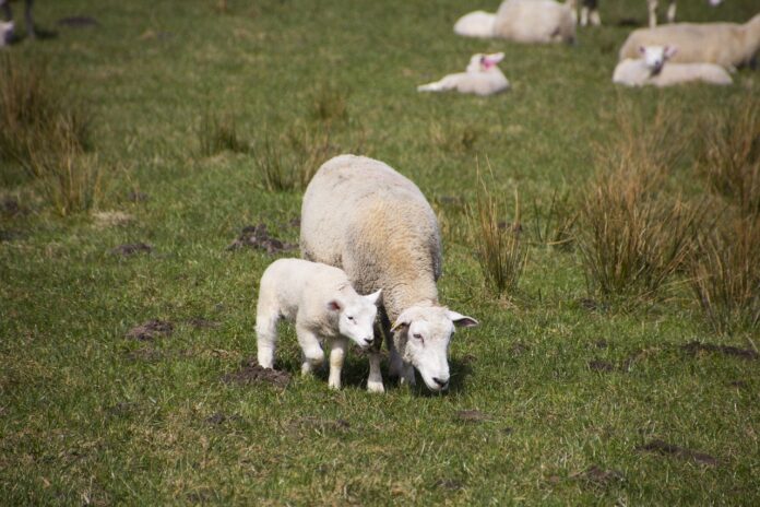 ewe and lamb ewe and lamb