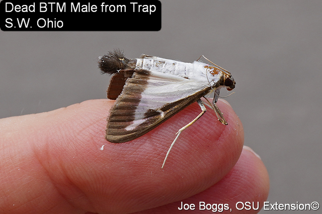 box tree moth box tree moth