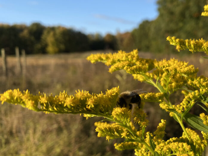 bee on goldenrod bee on goldenrod