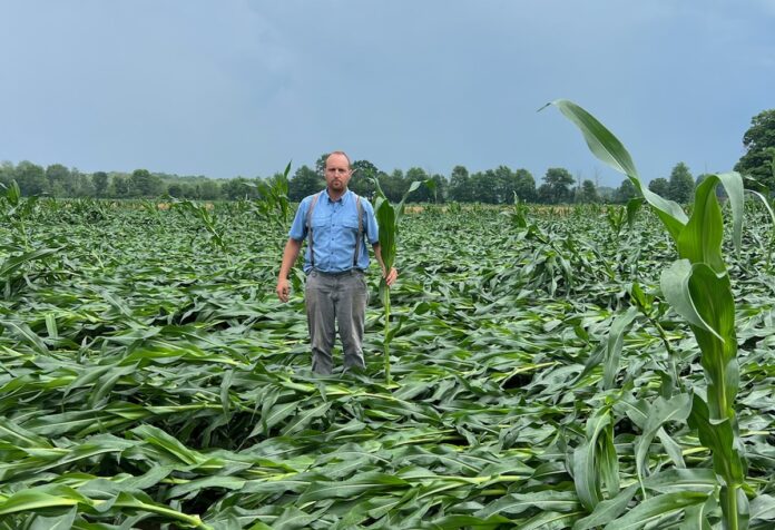 IMG_3431 a man stands in a corn field of flattened talks, holding one in his hand