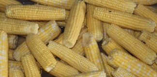 sweet corn