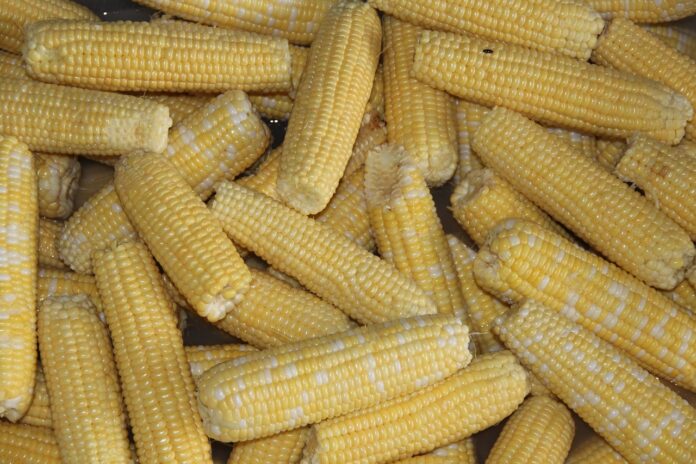sweet corn