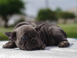 puppy