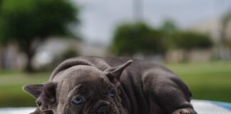 puppy