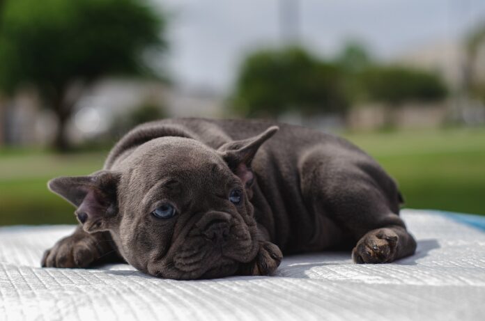 puppy puppy