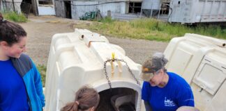 children look at dairy calves