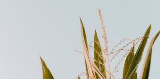 green corn plant under white sky during daytime