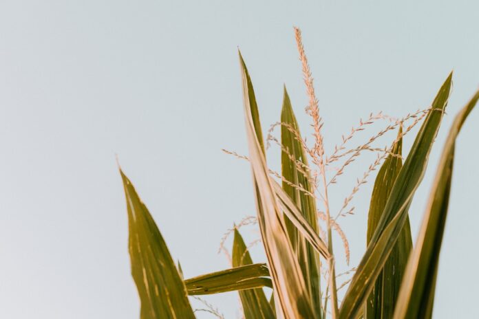 corn tassels green corn plant under white sky during daytime