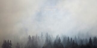 smokey trees