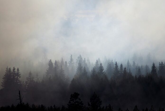 smokey trees smokey trees