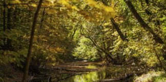 stream and trees