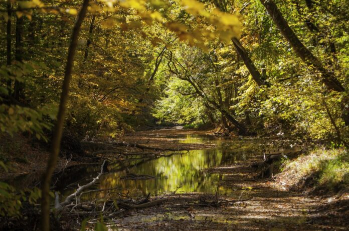 stream and trees stream and trees