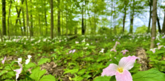 trillium