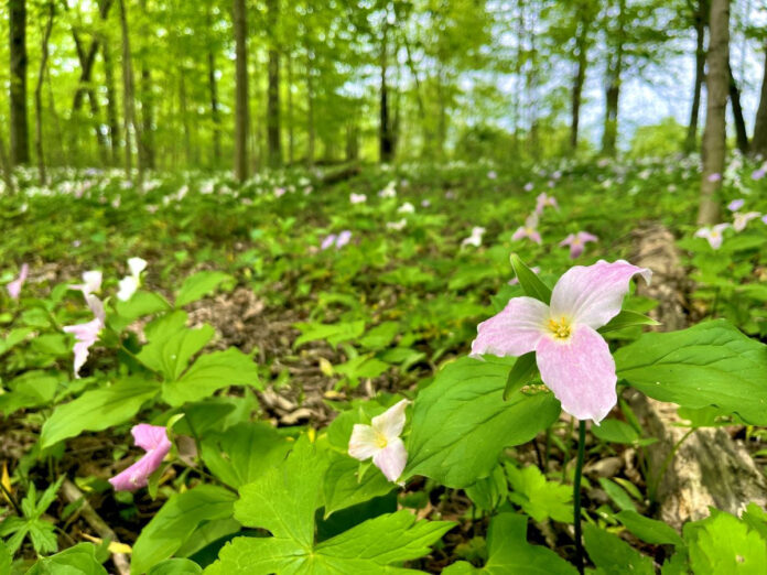trillium