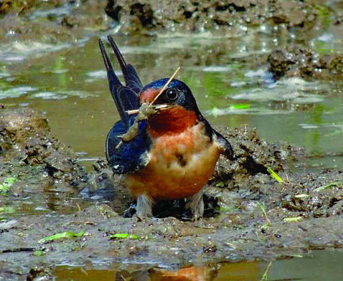 barn swallow barn swallow