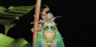 Dog-day Cicada