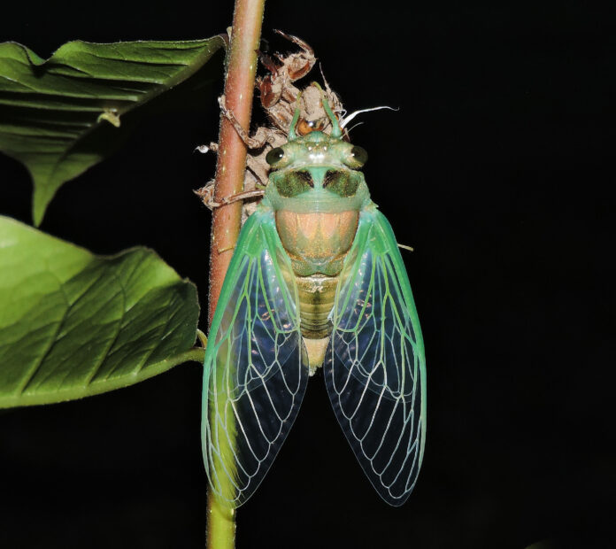 Dog-day Cicada Dog-day Cicada