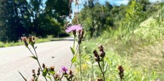Knapweed