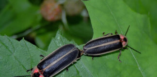 Mating fireflies