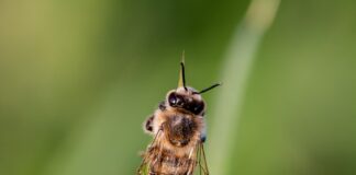 bee