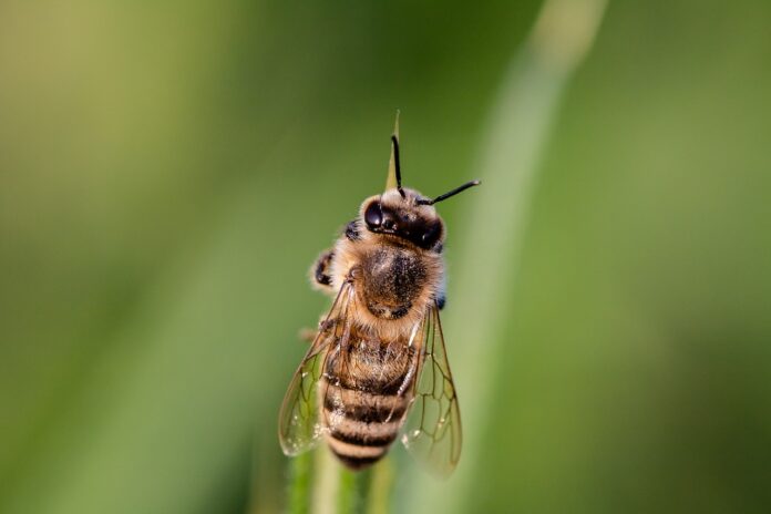 bee bee
