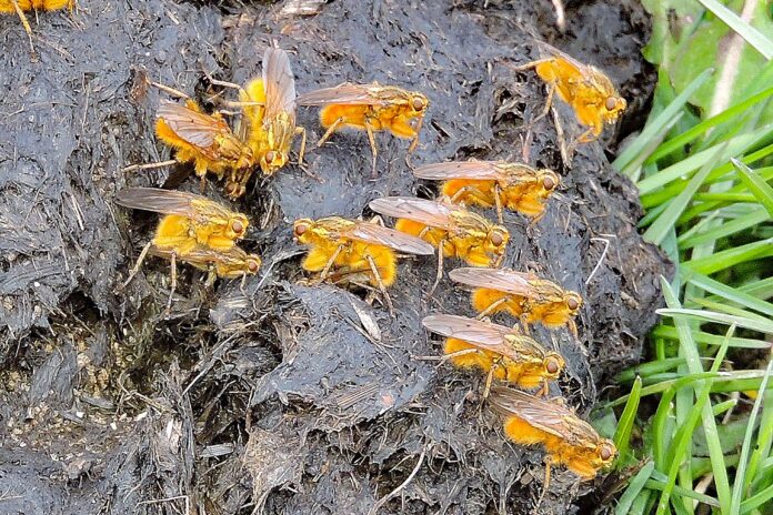 golden Dung Flies golden Dung Flies