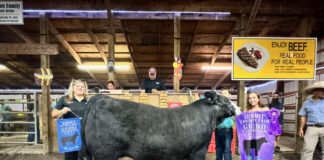 Grand Champion Market Steer