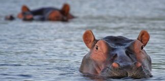 hippos