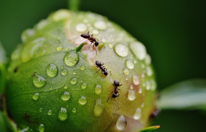rain rain