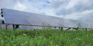 solar farm pollinator area
