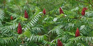 staghorn Sumac