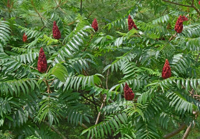 staghorn Sumac staghorn Sumac