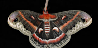 Cecropia moth