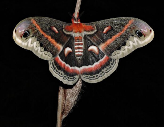 Cecropia moth Cecropia moth