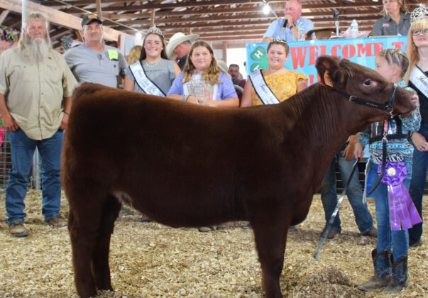 Grand Champion Feeder Calf Heifer