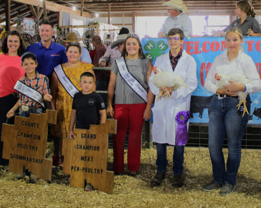 Grand Champion Market Chickens
