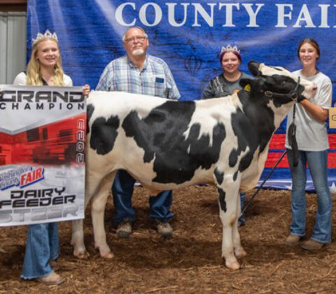 Grand Champion Dairy Feeder Steer