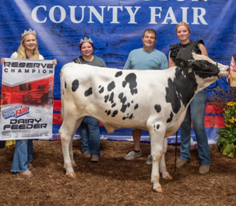 Reserve Champion Dairy Feeder Steer