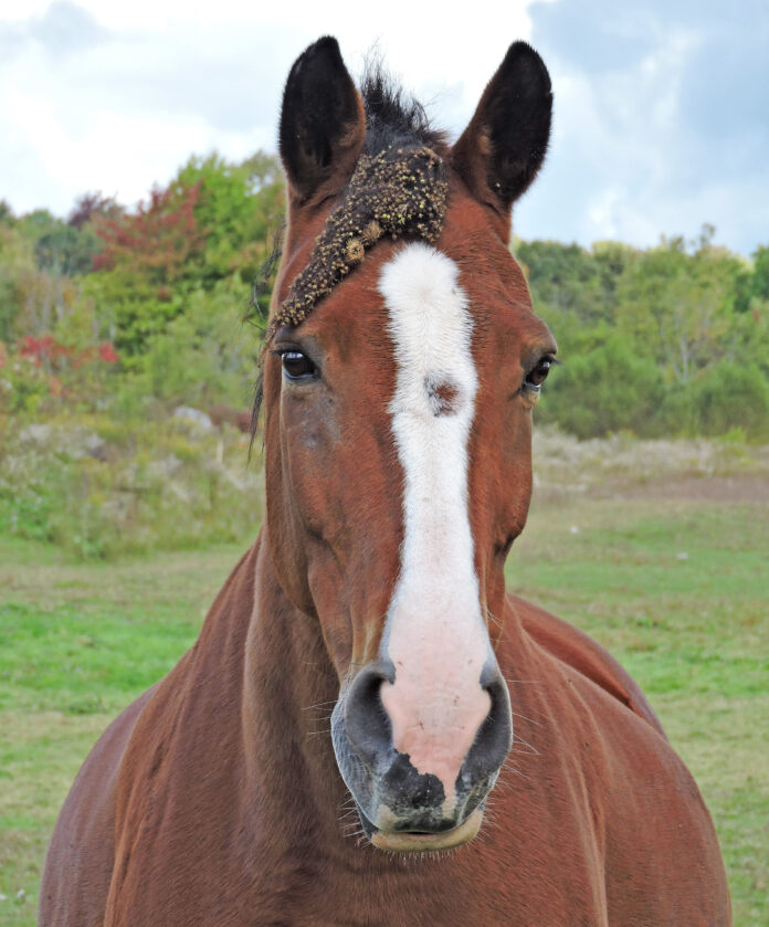Horse Horse