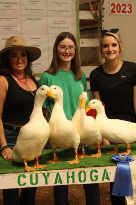 Grand Champion Ducks