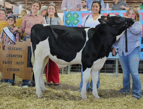 Reserve Champion Dairy Beef Feeder