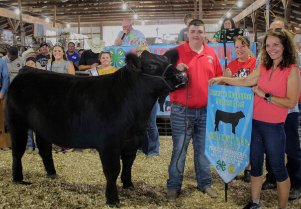 Reserve Champion Market Beef