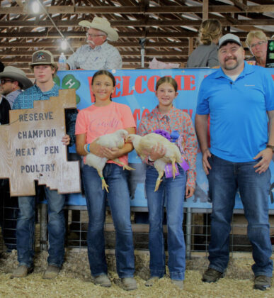 Reserve Champion Market Chickens