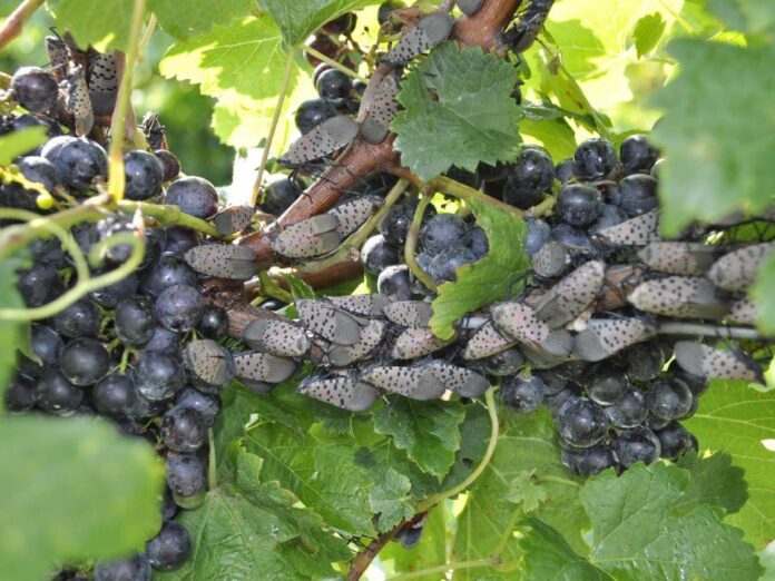 Spotted lanternfly on Grape Vines