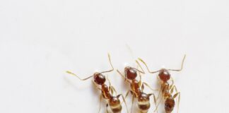 ants