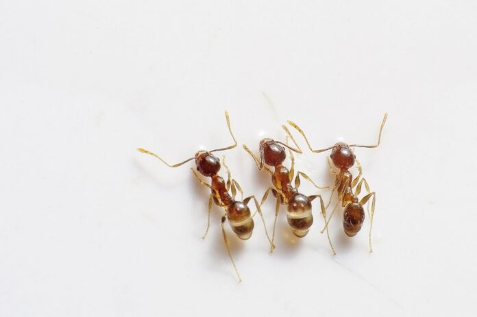 ants ants
