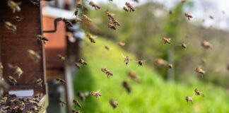 bees