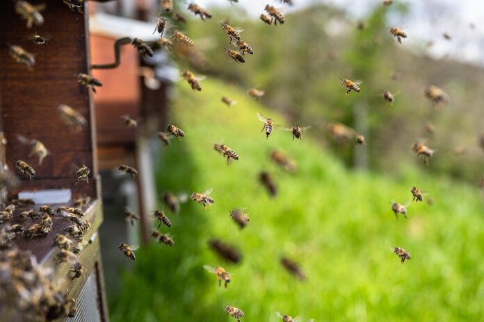 bees
